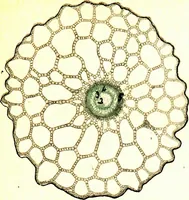 An illustration from Methods in microscopial research; vegetable histology (1905)