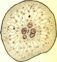 An illustration from Methods in microscopial research; vegetable histology (1905)