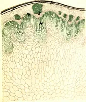 An illustration from Methods in microscopial research; vegetable histology (1905)