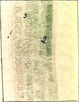 An illustration from Methods in microscopial research; vegetable histology (1905)