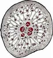 Picture 52 of 151 from Methods in microscopial research; vegetable histology (1905), leaf 106