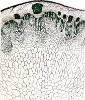 Picture 53 of 151 from Methods in microscopial research; vegetable histology (1905), leaf 106