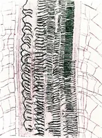 An illustration from Methods in microscopial research; vegetable histology (1905)