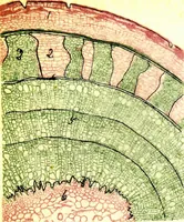 An illustration from Methods in microscopial research; vegetable histology (1905)
