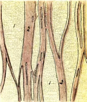 An illustration from Methods in microscopial research; vegetable histology (1905)