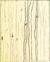 An illustration from Methods in microscopial research; vegetable histology (1905)