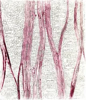 An illustration from Methods in microscopial research; vegetable histology (1905)