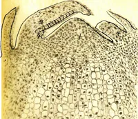 An illustration from Methods in microscopial research; vegetable histology (1905)