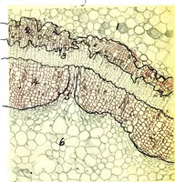Picture 60 of 151 from Methods in microscopial research; vegetable histology (1905), leaf 116