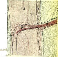Picture 61 of 151 from Methods in microscopial research; vegetable histology (1905), leaf 116