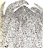 An illustration from Methods in microscopial research; vegetable histology (1905)