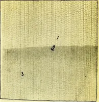 An illustration from Methods in microscopial research; vegetable histology (1905)