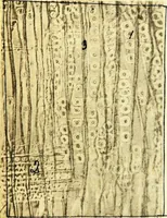 An illustration from Methods in microscopial research; vegetable histology (1905)
