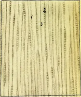 An illustration from Methods in microscopial research; vegetable histology (1905)