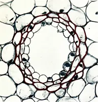 Picture 67 of 151 from Methods in microscopial research; vegetable histology (1905), leaf 124