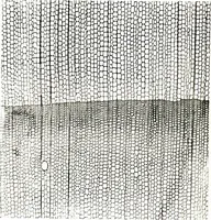 An illustration from Methods in microscopial research; vegetable histology (1905)