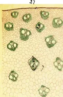 Picture 71 of 151 from Methods in microscopial research; vegetable histology (1905), leaf 128
