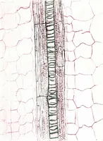 Picture 73 of 151 from Methods in microscopial research; vegetable histology (1905), leaf 130