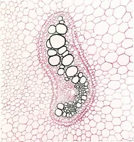 An illustration from Methods in microscopial research; vegetable histology (1905)