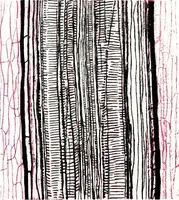 An illustration from Methods in microscopial research; vegetable histology (1905)