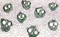 Picture 76 of 151 from Methods in microscopial research; vegetable histology (1905), leaf 130