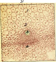 An illustration from Methods in microscopial research; vegetable histology (1905)