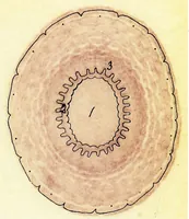 An illustration from Methods in microscopial research; vegetable histology (1905)