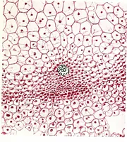 An illustration from Methods in microscopial research; vegetable histology (1905)