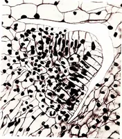 An illustration from Methods in microscopial research; vegetable histology (1905)