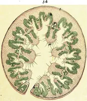 Picture 83 of 151 from Methods in microscopial research; vegetable histology (1905), leaf 140