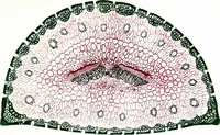 Picture 84 of 151 from Methods in microscopial research; vegetable histology (1905), leaf 142