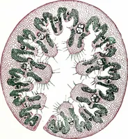 An illustration from Methods in microscopial research; vegetable histology (1905)