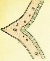 Picture 86 of 151 from Methods in microscopial research; vegetable histology (1905), leaf 146