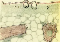Picture 89 of 151 from Methods in microscopial research; vegetable histology (1905), leaf 146