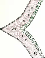 Picture 90 of 151 from Methods in microscopial research; vegetable histology (1905), leaf 148