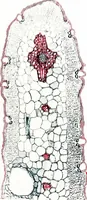 An illustration from Methods in microscopial research; vegetable histology (1905)