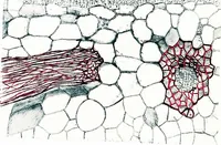 An illustration from Methods in microscopial research; vegetable histology (1905)