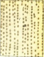 An illustration from Methods in microscopial research; vegetable histology (1905)