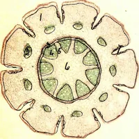 An illustration from Methods in microscopial research; vegetable histology (1905)
