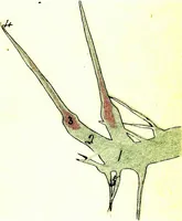 An illustration from Methods in microscopial research; vegetable histology (1905)