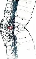 Picture 97 of 151 from Methods in microscopial research; vegetable histology (1905), leaf 154