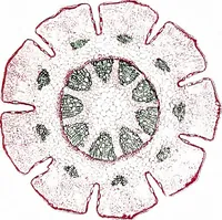 Picture 98 of 151 from Methods in microscopial research; vegetable histology (1905), leaf 154