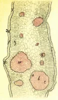 An illustration from Methods in microscopial research; vegetable histology (1905)