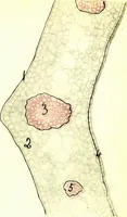 An illustration from Methods in microscopial research; vegetable histology (1905)