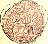 An illustration from Methods in microscopial research; vegetable histology (1905)