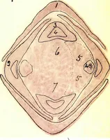 An illustration from Methods in microscopial research; vegetable histology (1905)