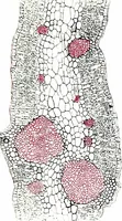 An illustration from Methods in microscopial research; vegetable histology (1905)