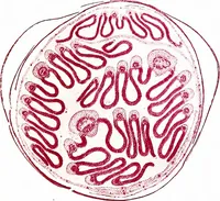 An illustration from Methods in microscopial research; vegetable histology (1905)