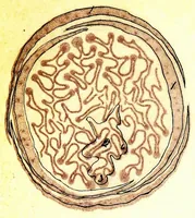 An illustration from Methods in microscopial research; vegetable histology (1905)