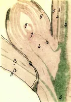 Picture 106 of 151 from Methods in microscopial research; vegetable histology (1905), leaf 164